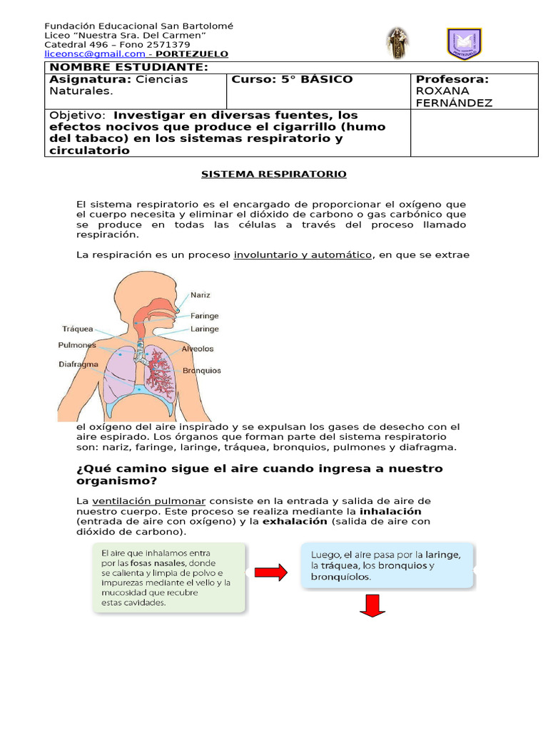 Efectos del Tabaco en Salud Respiratoria y Circulatoria | PDF | Sistema ...