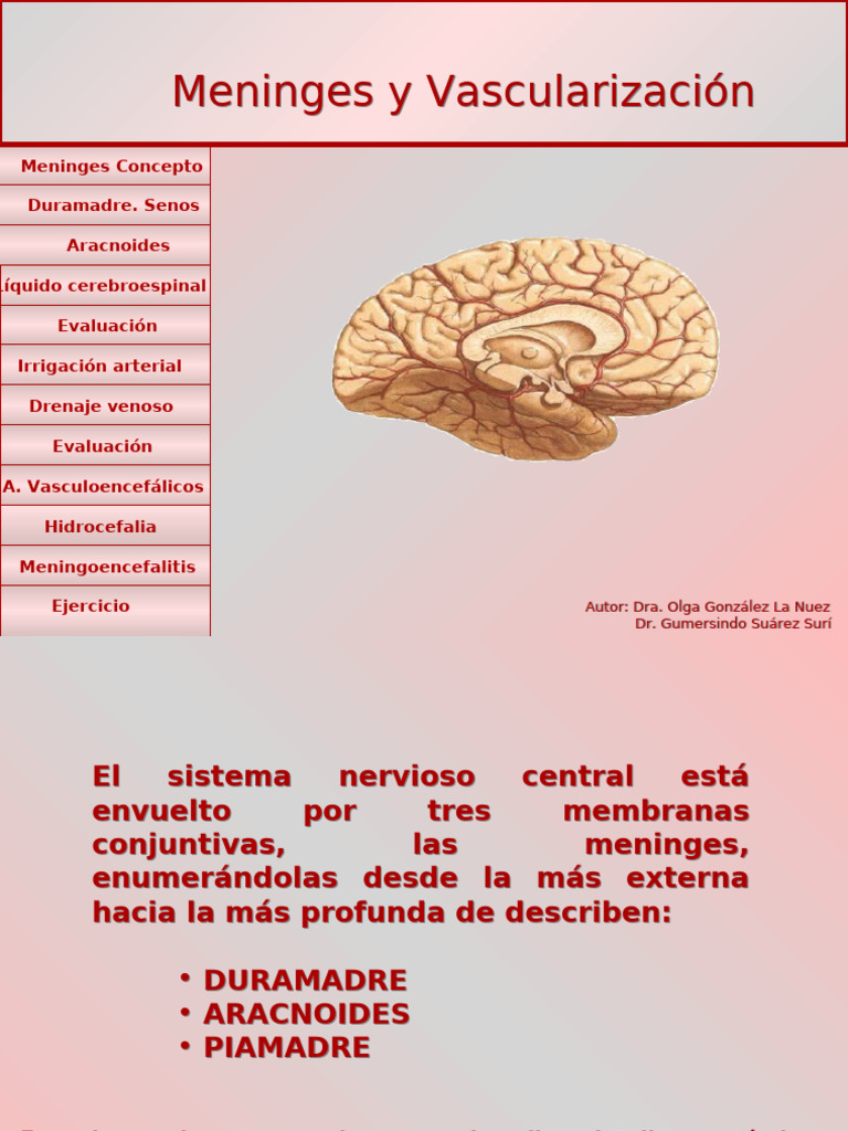 Meninge y Vascul | PDF | Fluido cerebroespinal | Cerebro