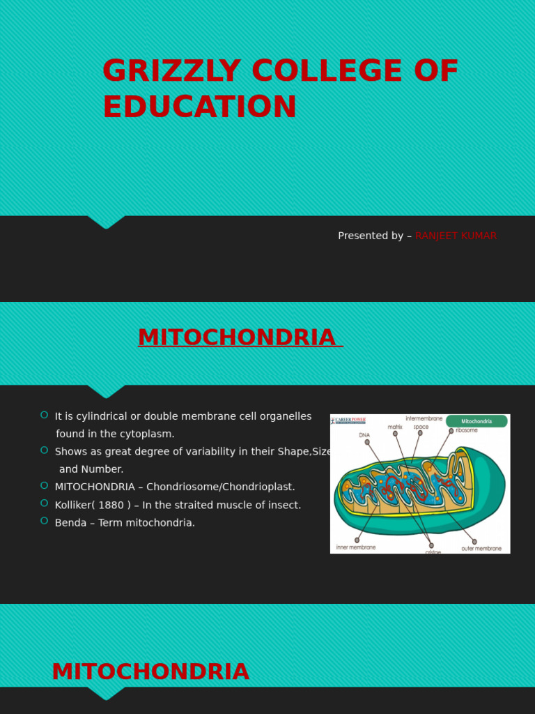Mitochondria: Structure and Function | PDF