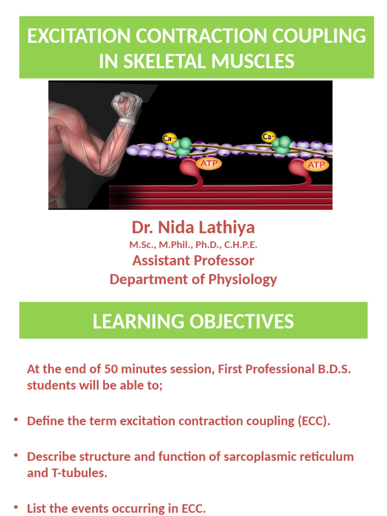 Excitation Contraction Coupling in Skeletal Muscle | PDF | Muscle ...