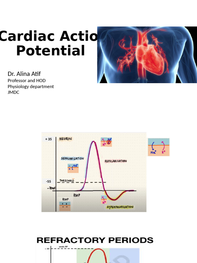 Cardiac Action Potential Explained | PDF | Cardiac Muscle | Muscle ...
