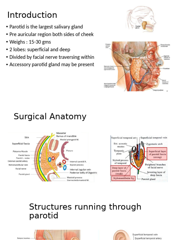 Parotid | PDF