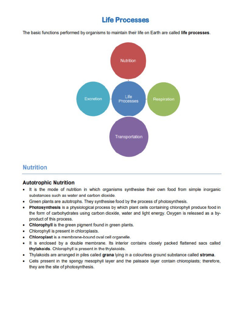 Life Process Notes | PDF