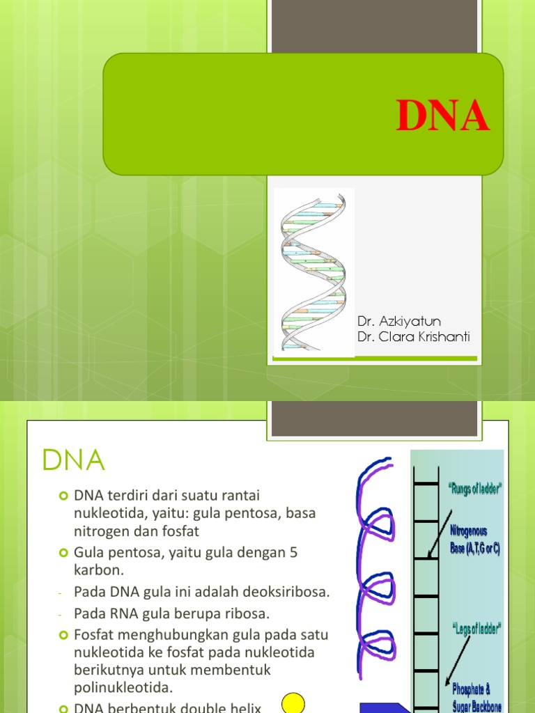 Kerusakan Dan Perbaikan DNA Kerusakan Dan Perbaikan DNA