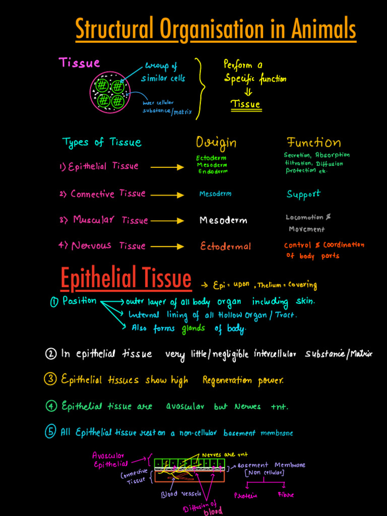 Types and Functions of Animal Tissues | PDF | Epithelium | Morphology ...