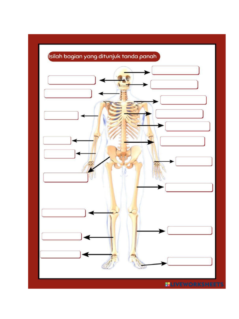 Lkpd Rangka Tubuh Pdf
