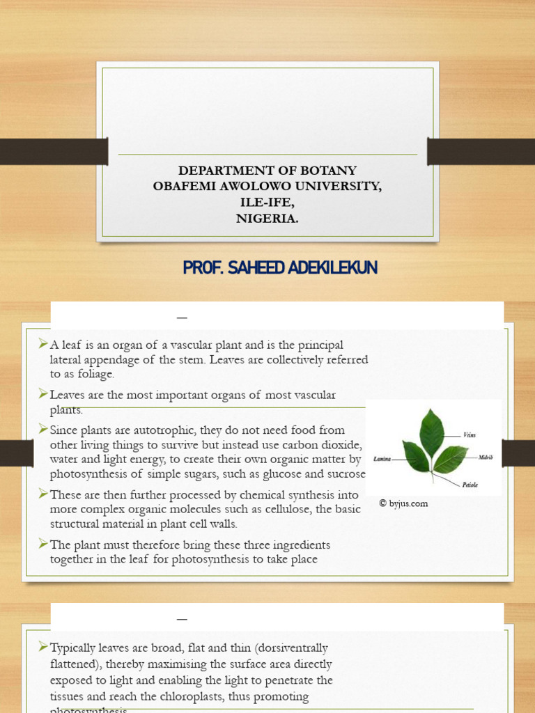 Leaf Morphology in Angiosperms | PDF | Leaf | Photosynthesis