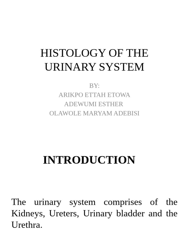 Urinary System Histology Overview | PDF | Kidney | Abdomen