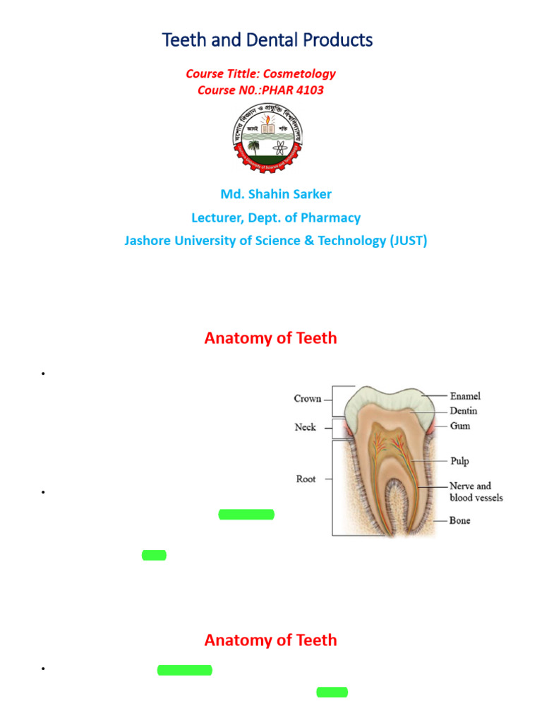 Anatomy and Care of Teeth and Dental Products | PDF | Human Tooth ...