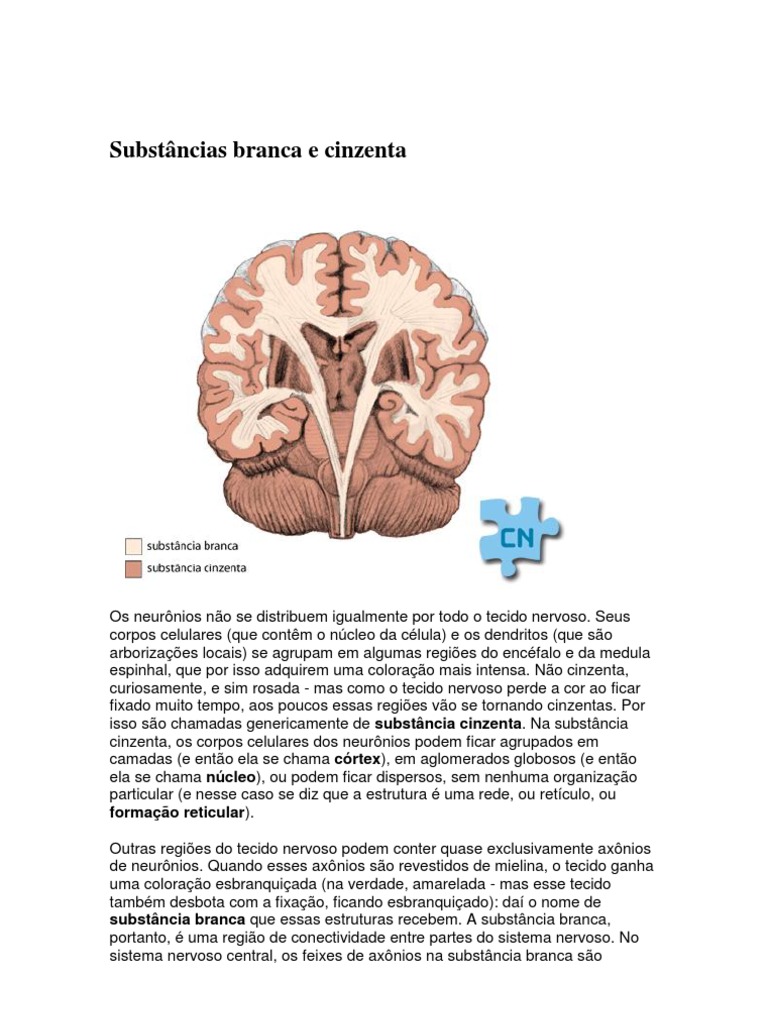 As diferenças entre a substância branca e cinzenta no sistema nervoso ...