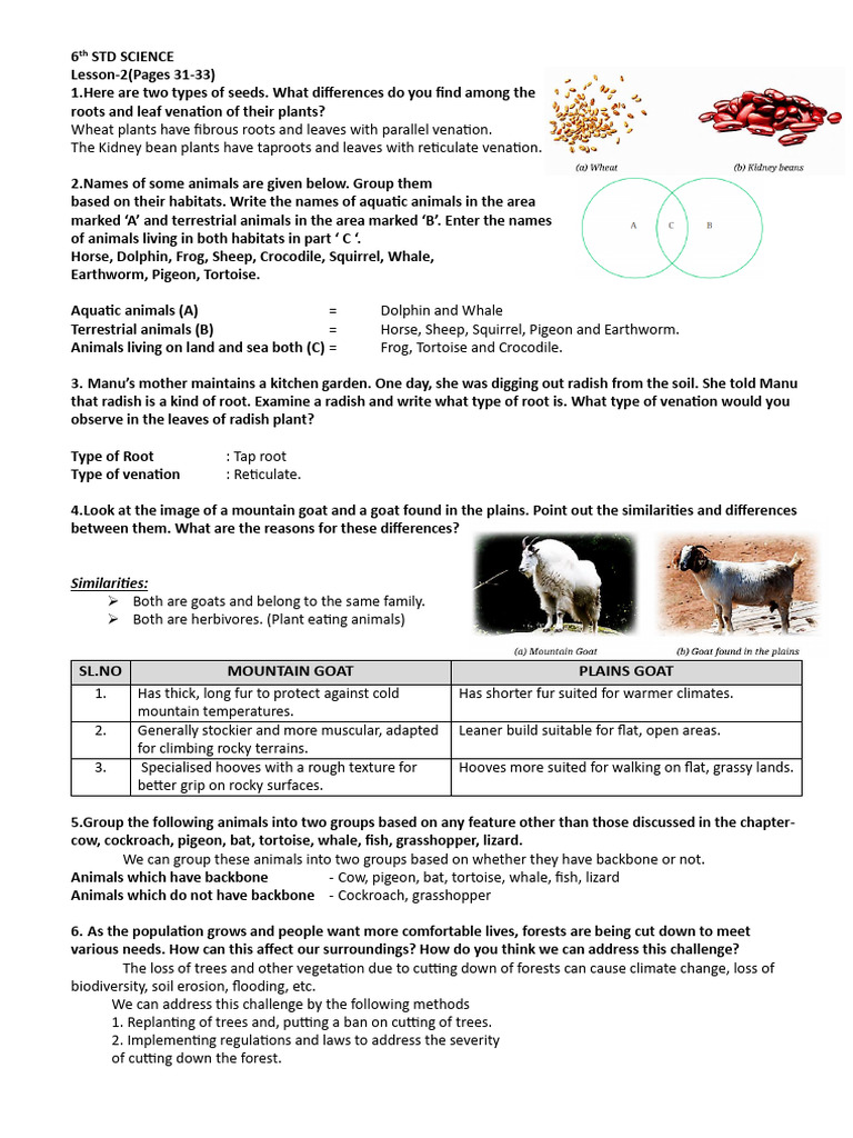 6th L2 Enhance | PDF | Leaf | Root