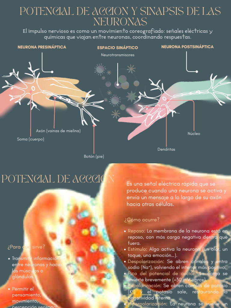 Potencial de Accion y Sinapsis | PDF | Sinapsis | Neurona