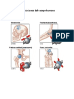 Articulaciones Del Cuerpo Humano