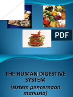 The Human Digestive System 1