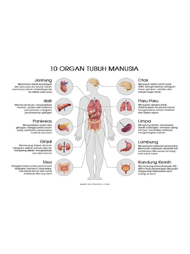 Organ | PDF