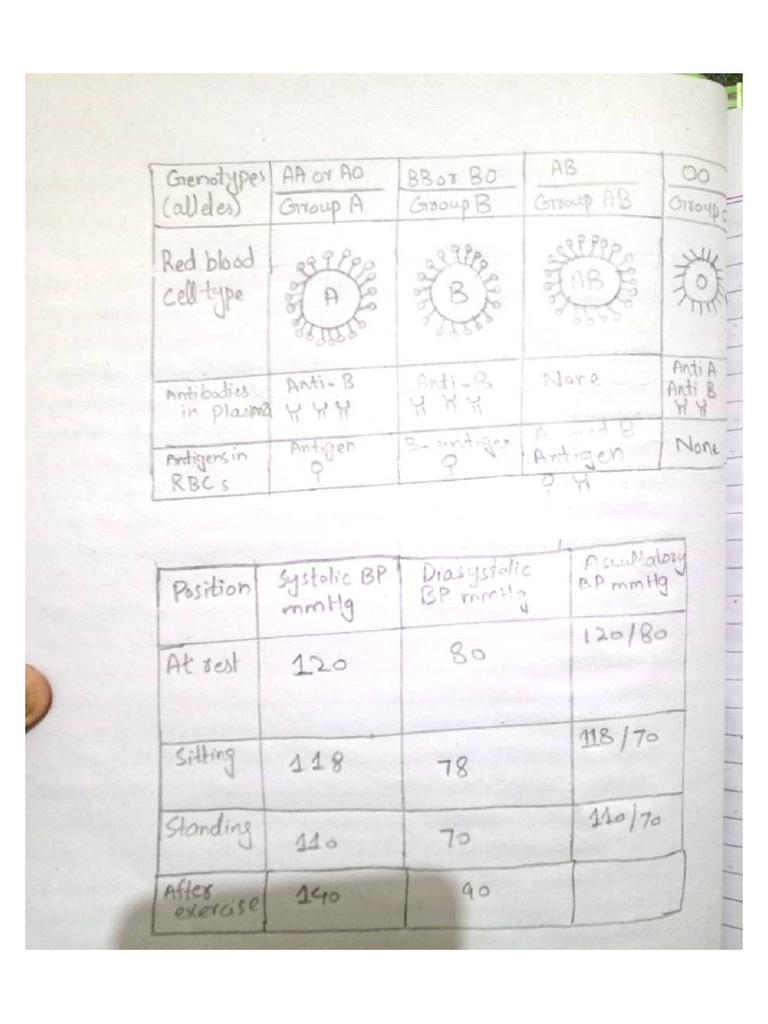 Physiology Assignment | PDF