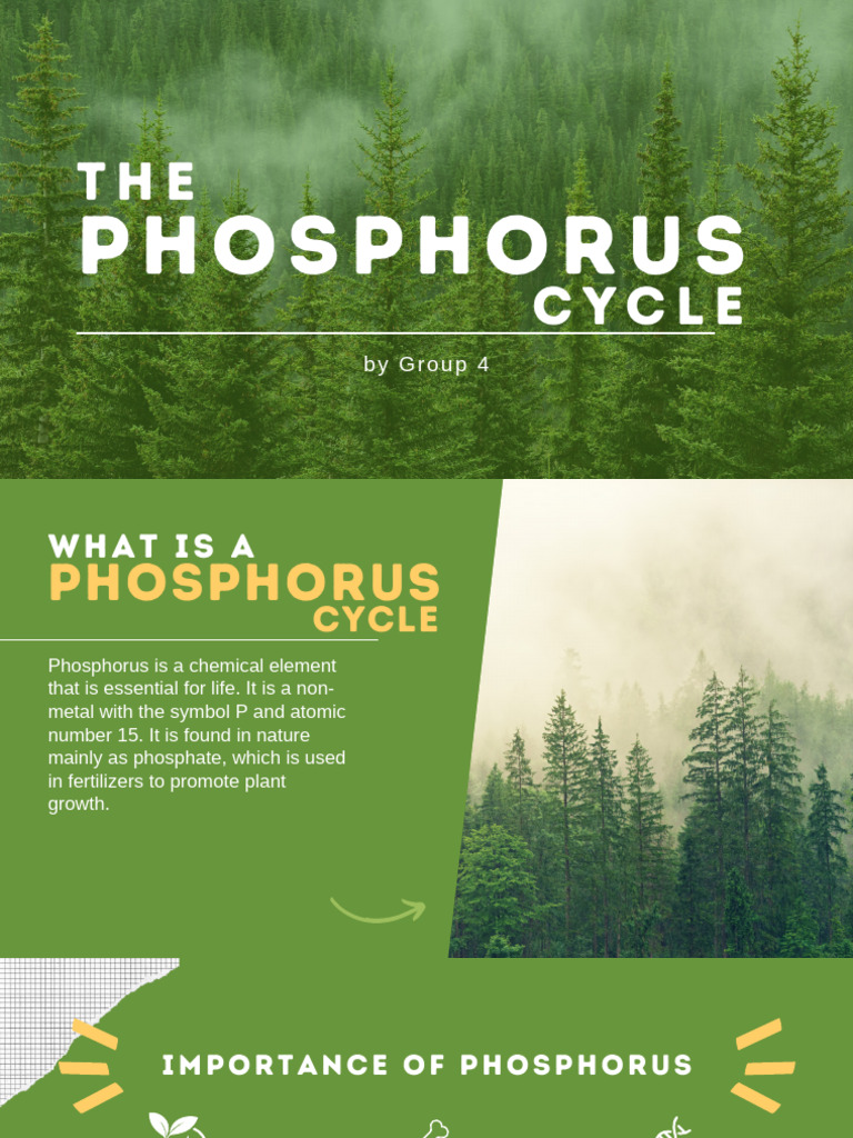 Understanding the Phosphorus Cycle | PDF | Phosphorus | Soil