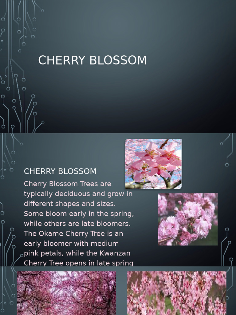 Cherry Blossom | PDF