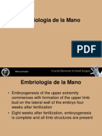 1 Embriologia de La Mano