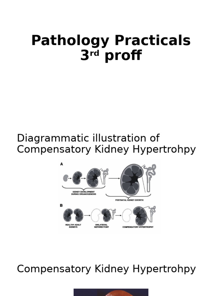 Pathology Practicals Pdf