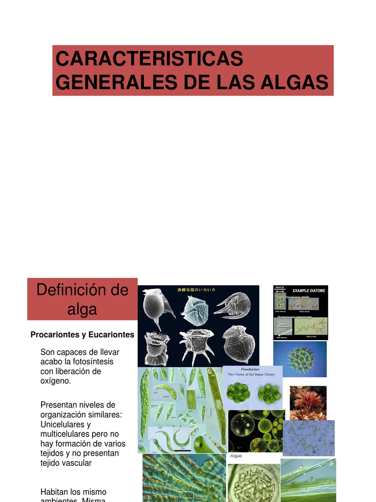 Características Generales de las Algas | PDF | Espora | Algas