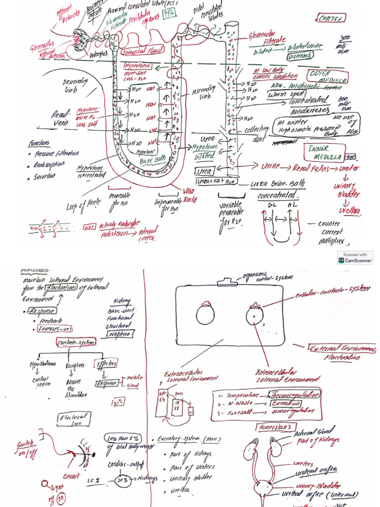 Homeostasis | PDF