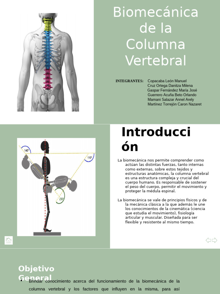 Biomecánica de la Columna Vertebral | PDF | Vértebra | Pelvis