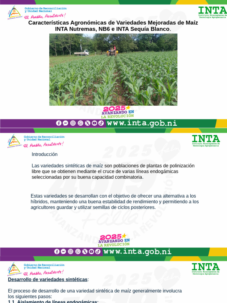 Variedades Sintéticas de Maíz Mejoradas | PDF | Maíz | Plantas