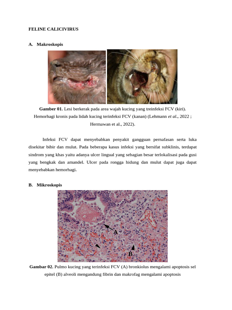 Feline Calicivirus | PDF