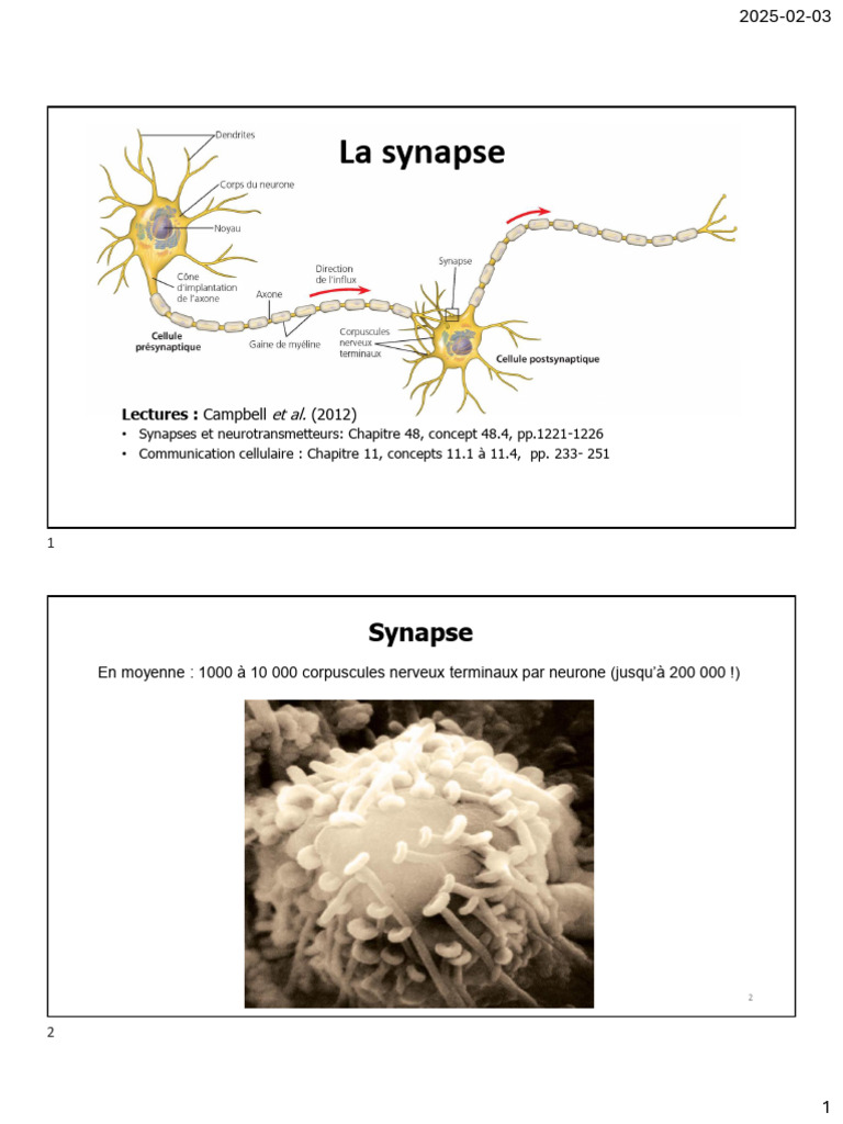 Types et fonctions des synapses neuronales | PDF | Synapse | Potentiel ...