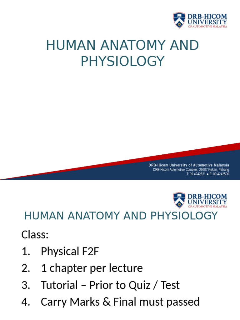 Chapter 1 The Human Body | PDF | Anatomical Terms Of Location | Homeostasis