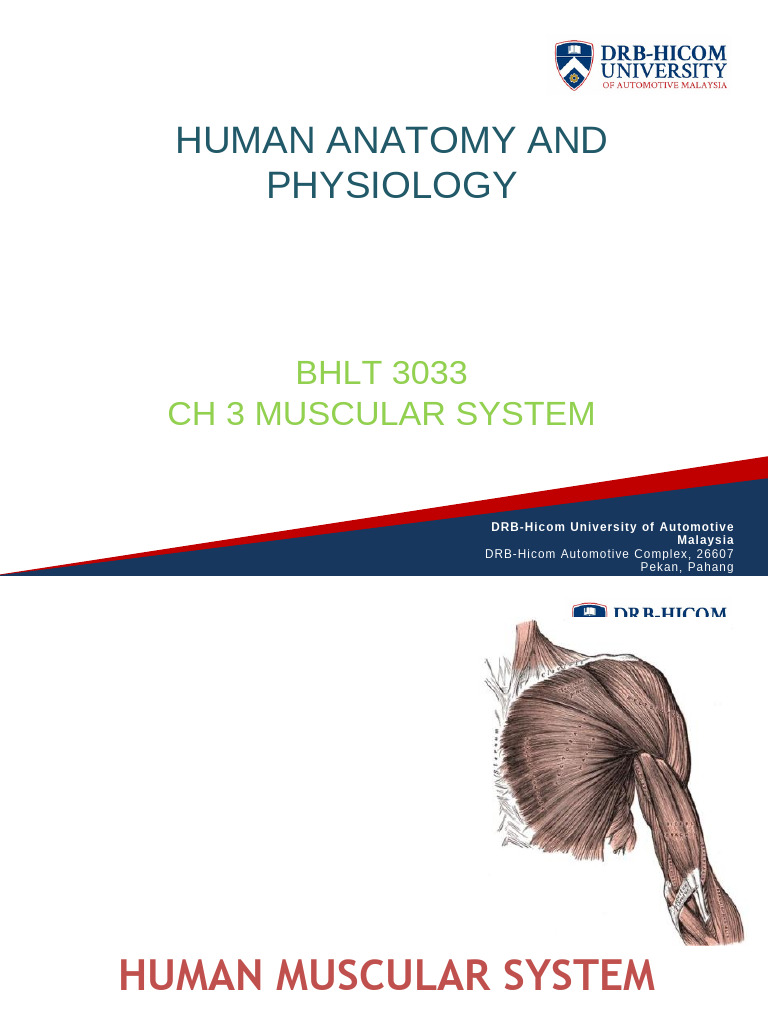 Anatomy of the Human Muscular System | PDF | Muscle | Abdomen