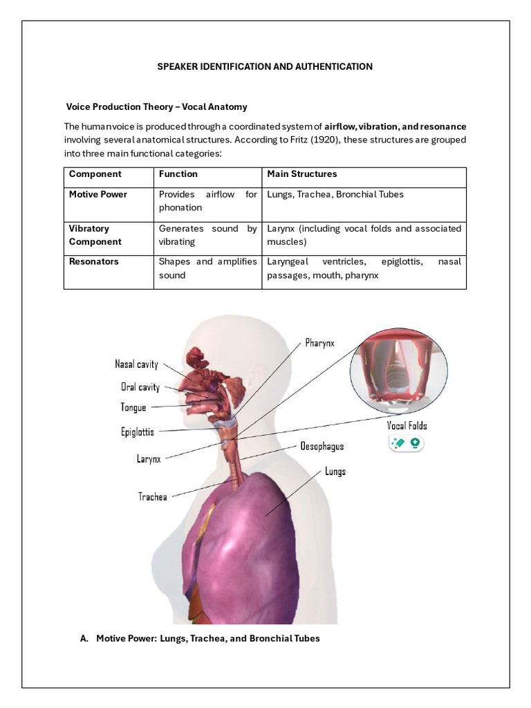 Vocal Anatomy for Speaker Recognition | PDF | Larynx | Human Voice
