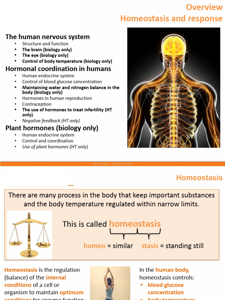 Homeostasis and Human Nervous System | PDF | Kidney | Motor Neuron