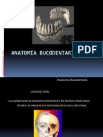 Anatomia Bucodentaria