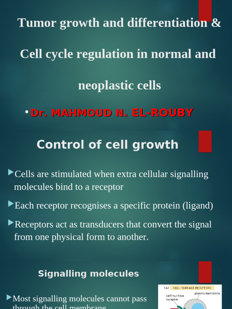 Tumor Growth and Cell Cycle Regulation | PDF | Cell Cycle | Cell Growth