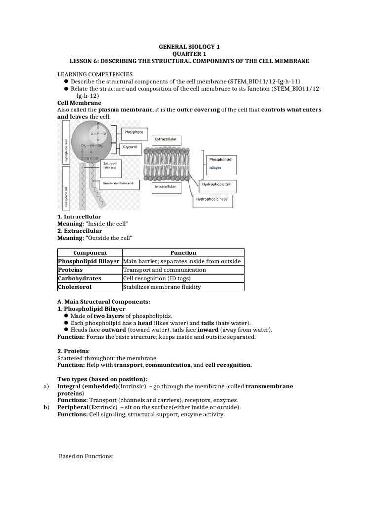 Cell Membrane Structure and Functions | PDF | Cell Membrane | Cell ...