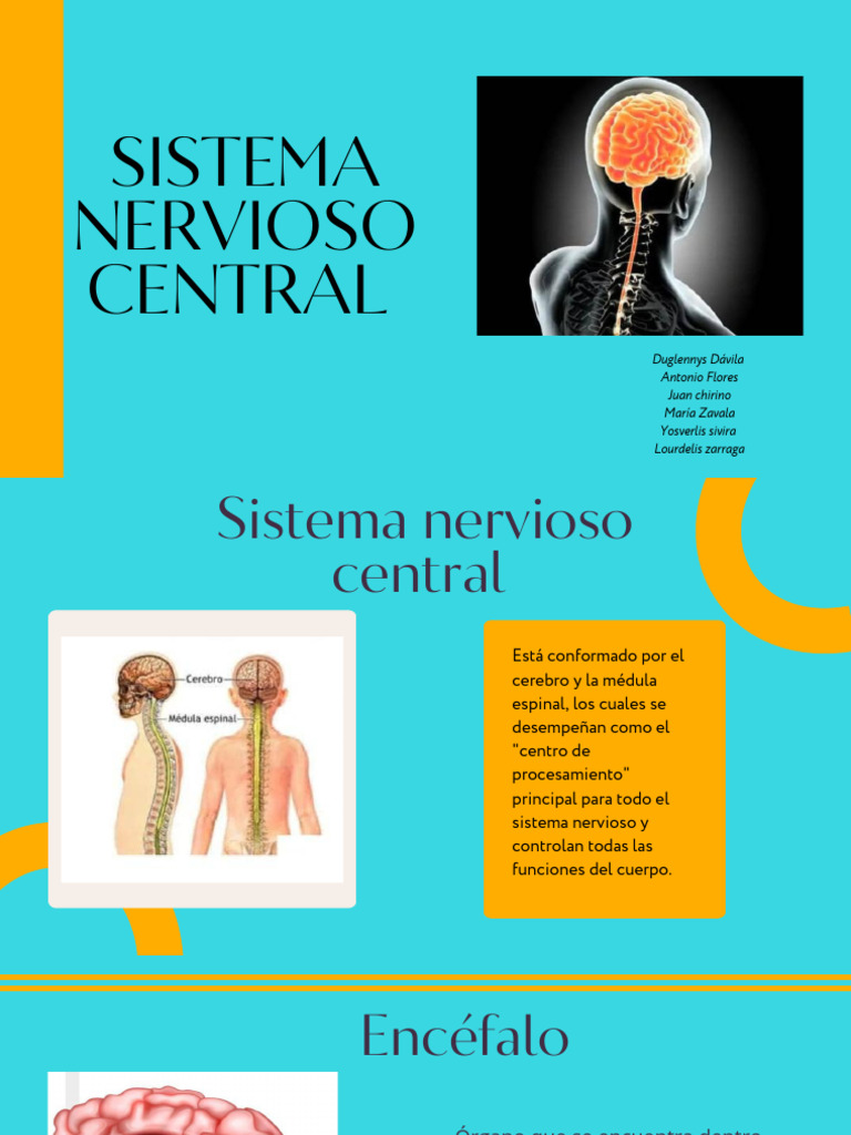 Estructura y Funciones del Sistema Nervioso Central | PDF | Cerebro ...