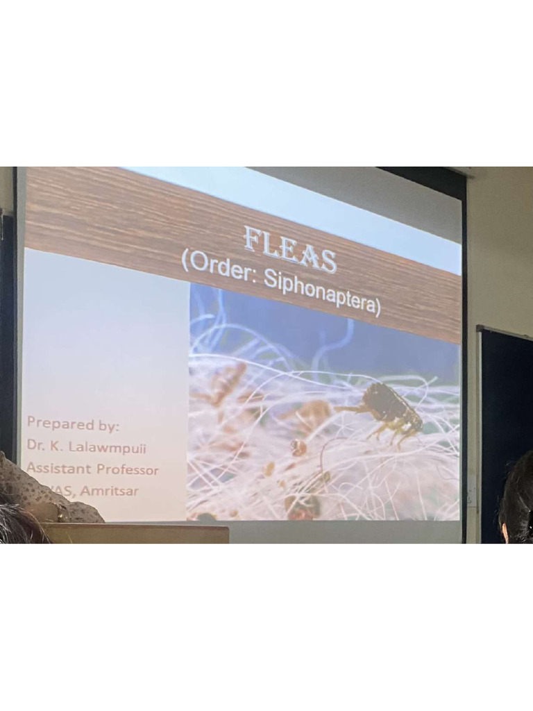 Fleas | PDF