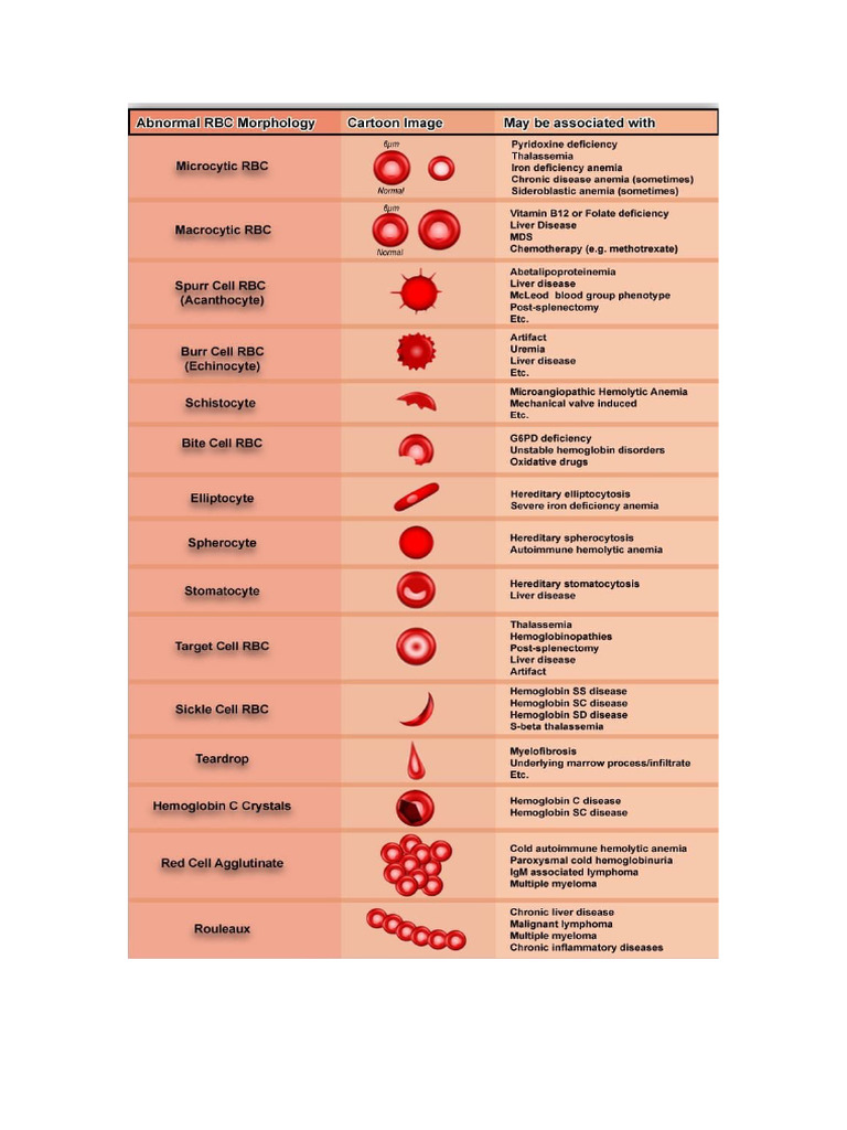 Red Cell Morphology | PDF