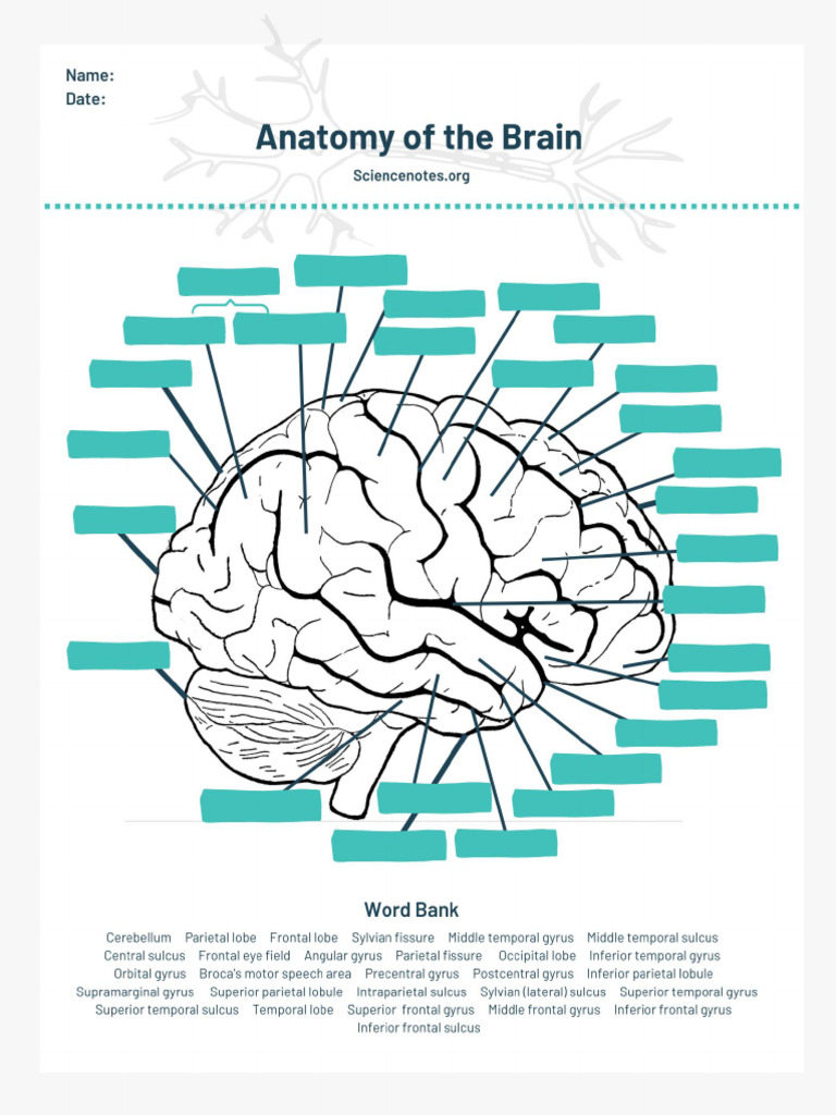 Anatomy of The Brain | PDF