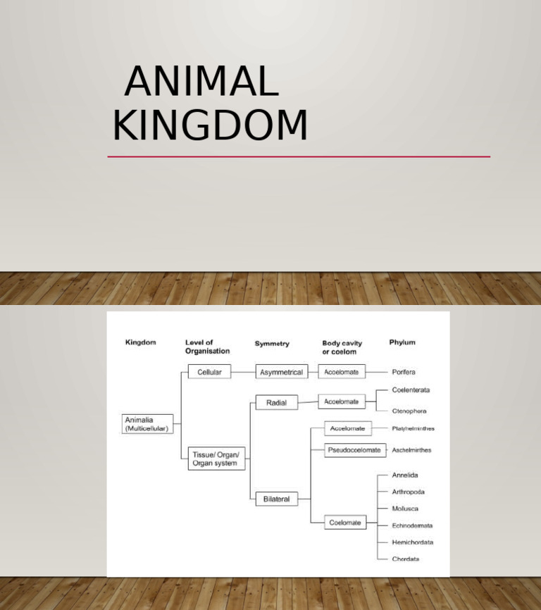 Animal Kingdom Classification | PDF