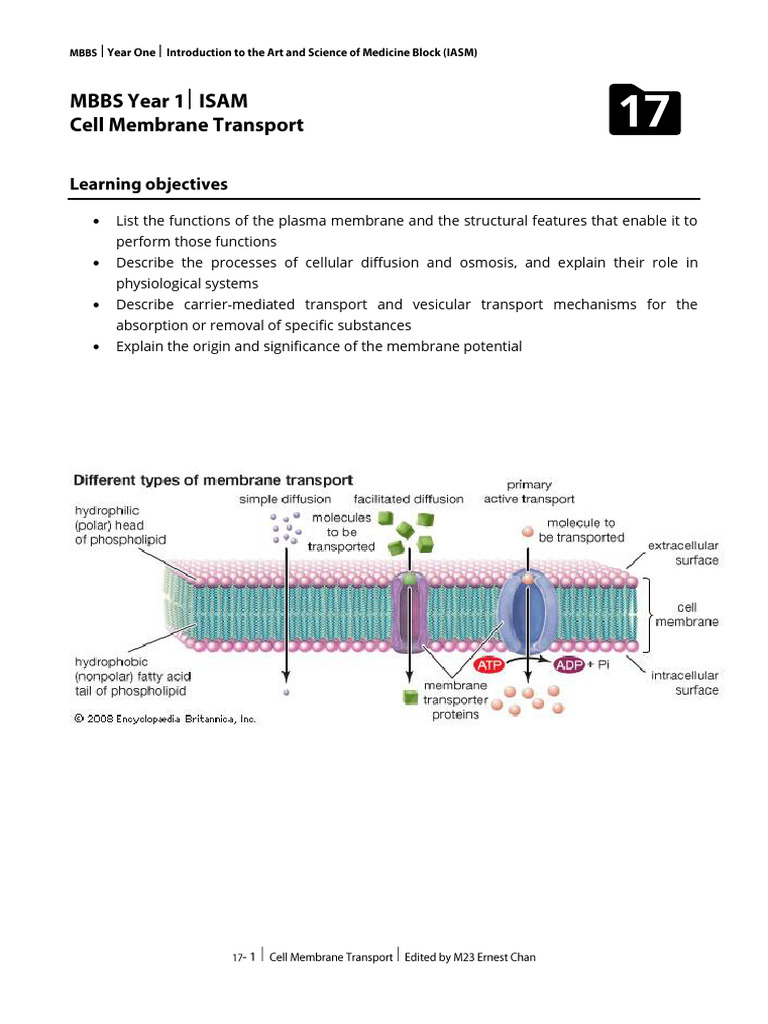 Understanding Membrane Potential | PDF | Cell Membrane | Osmosis