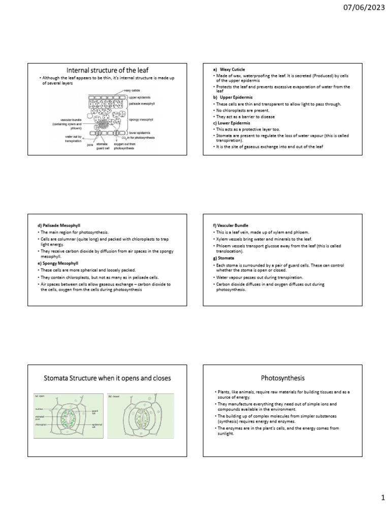 Leaf Structure and Starch Testing | PDF | Photosynthesis | Leaf