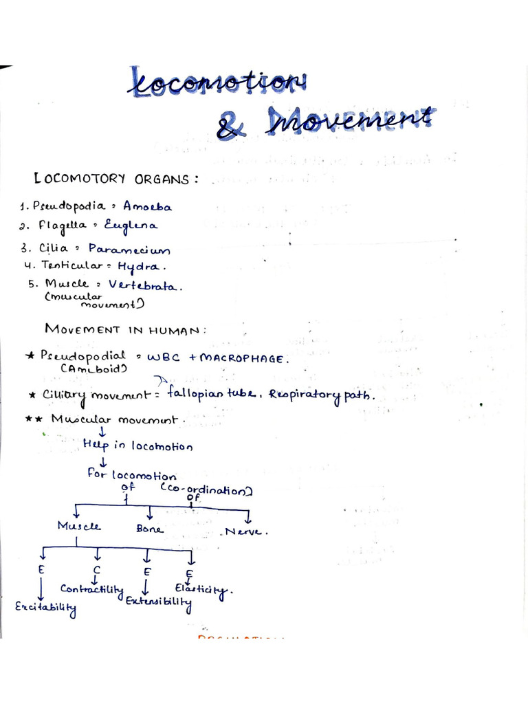 Muscle | PDF
