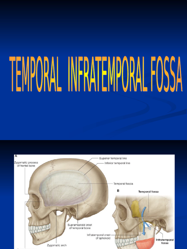 Temporal and Infratemporal Fossa Anatomy | PDF | Human Anatomy | Human ...