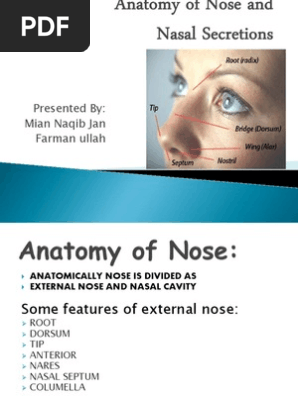 Anatomy Of Nose And Human Nose Mucus