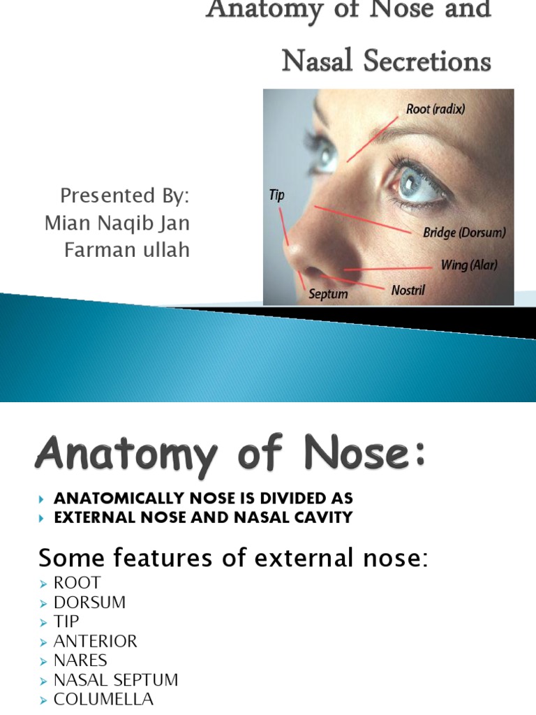 Anatomy of Nose and | Download Free PDF | Human Nose | Mucus
