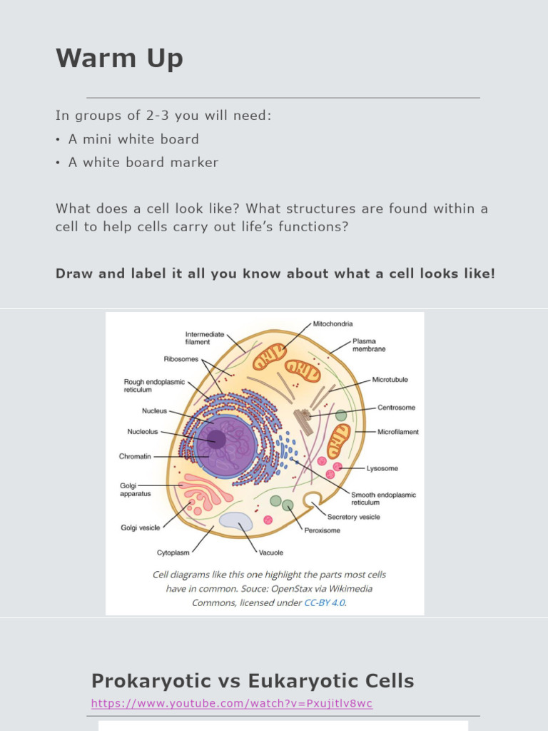 Cell Specialization and Structure Activity | PDF