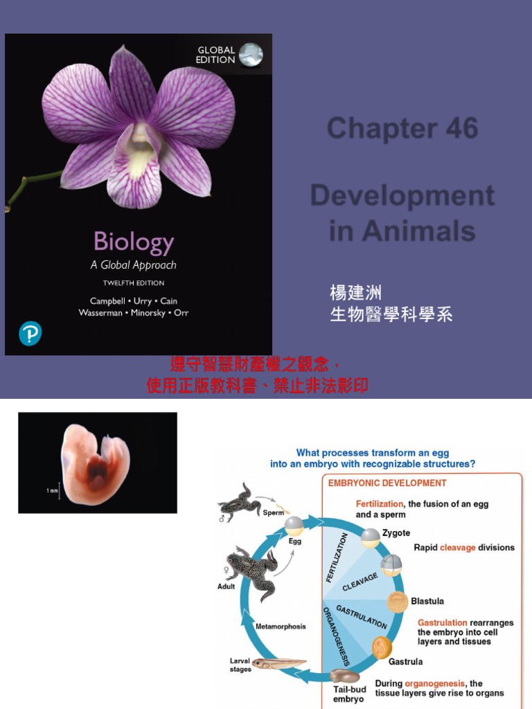 Embryonic Development and Organogenesis | PDF | Embryo | Fertilisation